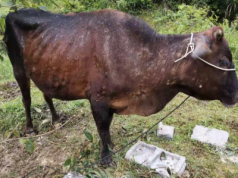Guzowata choroba skóry atakuje w UE. Jakie są jej objawy?