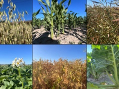 Stan upraw okiem Farmera: Kombajny w blokach startowych. Ostatnia prosta do żniw