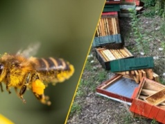 Ule zniszczone przez wandali. Straty są poważne