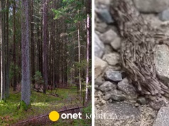 Leśnicy pokazali, co znaleźli w lesie. Niektórzy wierzyli, że zwiastuje nieszczęścia