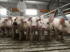 Kto zarabia najwięcej na polskich producentach świń?