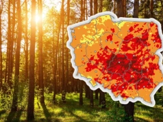 Polskie lasy na krawędzi katastrofy. IMGW bije na alarm