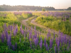 WWF ostrzega: nowe prawo ułatwi rozprzestrzenianie się gatunków inwazyjnych w Szwecji