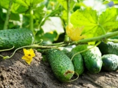 Naturalny oprysk ratujący ogórki. Chroni przed chorobami, zwiększa plony
