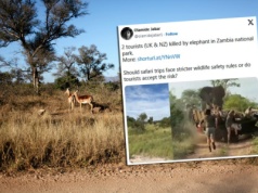 Safari zakończone tragedią. Dwie turystki zostały zabite przez słonia