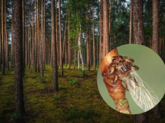 Już są. Atakują chmarami i gryzą boleśnie jak diabli. Do tego wplątują się we włosy i wchodzą do uszu