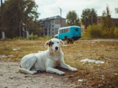 Zwierzęta z Czarnobyla są inne. Genetyczne zmiany po katastrofie