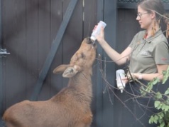 Łoszę Maję karmili kozim mlekiem, jeżykowi masują brzuch. Jak ratuje się zwierzęta w Grzędach?