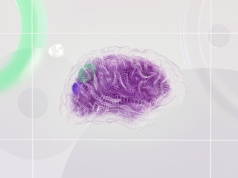 Karolinska Institutet: nowe neurony tworzą się w hipokampie nawet w późnej dorosłości