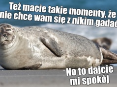 Eksperci przypominają, że zaczepianie fok na polskich plażach przez turystów to słaby pomysł