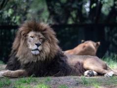 Tajemnicza ucieczka z tureckiego zoo. Samiec lwa zaatakował 53-latka