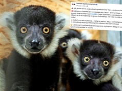 W gdańskim zoo urodziły się lemury wari i wyglądają na lekko zszokowane
