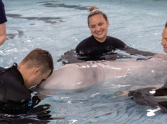 Beluga przeżyła narkozę. Nowy rozdział w dziedzinie weterynarii