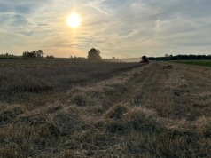 Kiedy zboża będą dojrzałe i gotowe do zbioru?
