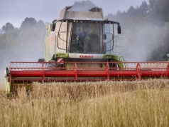 07.07.2025 Ceny skupu zbóż, kukurydzy, oleistych i strączkowych: jakie stawki za ziarno ze zbiorów 2025?