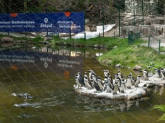 Wybieg pingwinów w Gdańskim ZOO już po remoncie