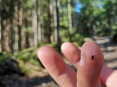 Uwaga, kleszcze atakują! Zobacz, jakie tereny są najbardziej niebezpieczne