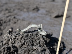 Gigantyczna celtycka osada u naszych sąsiadów. Czesi odkryli tysiące artefaktów