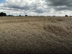 Silne opady deszczu będą sprzyjać wyleganiu przed żniwami