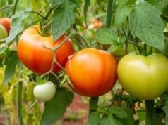 Tak przyspieszysz dojrzewanie pomidorów. Banalny trik, który każdy powinien znać