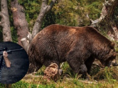 Płoszenie nie pomogło. Będą strzelać do niedźwiedzi w Bieszczadach