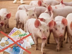 Rolnicy pod ścianą. Muszą zwrócić pomoc z czasów pandemii