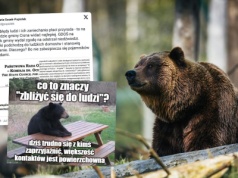 Pomimo krytyki, wydano decyzję zezwalającą na odstrzał niedźwiedzi w Bieszczadach, jeżeli będą zbliżać się do ludzi