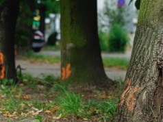 Bytomianie walczą o drzewa przy Tuwima. Oznaczono aż 220 roślin do wycinki