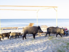 Dziki na plaży. Niecodzienne spotkania w Międzyzdrojach FILM