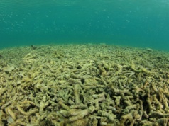 Kolejna granica planetarna przekroczona: oceany krytycznie zakwaszone. „Tykająca bomba”