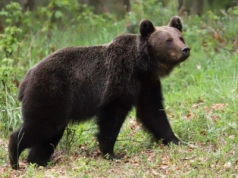 Nie odstrzał, a przeprowadzka? Ministerstwo chce przenieść bieszczadzkie niedźwiedzie w Tatry
