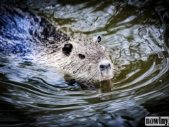 Nutrie tylko w ośrodkach. Miasto chce uniknąć radykalnych działań i apeluje do mieszkańców