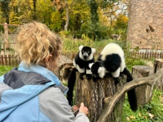 Pokazowe karmienie lemurów już w niedzielę w toruńskim zoo