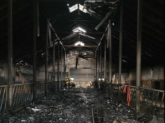 Tragiczny pożar obory w Maliszewie Perkusach. Zginęło 30 krów, spłonęły budynki gospodarcze