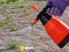 Dodaj do wody sól i jeden składnik. Nie minie doba, a chwasty zaczną usychać
