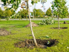 Olsztyn zasadzi drzewa i byliny za 26 tys. zł. Które miejsca zyskają nowe nasadzenia?