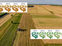 Pogoda na żniwa 2025: Deszcz, upały, a może okno pogodowe na kombajny?