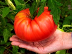 Naturalny „dopalacz”. Daje rekordowe plony pomidorów