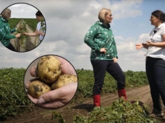 Nie każda plama to zaraza lub alternarioza na ziemniaku! Pogotowie polowe TAP