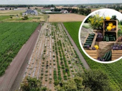 Miejska Farma wyprodukowała ponad 52 tony warzyw dla dzieci i potrzebujących. Rusza drugi sezon.
