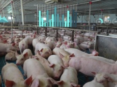 Zmiana trendu w skupach tuczników. Ceny z 18 lipca wyraźnie w górę