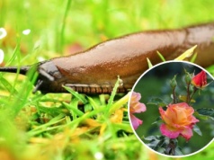 Pożegnaj ślimaki na dobre. Trik z różą daje szybkie i genialne efekty