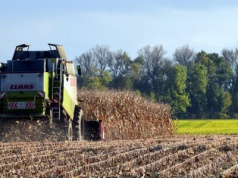 DRV: 5 prognoza zbiorów w Niemczech. Oczekiwane średnie zbiory zbóż i rzepaku