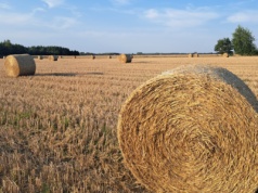Ile kosztuje słoma? Czy warto wymieniać słomę na obornik? Sprawdzamy jej wartość nawozową
