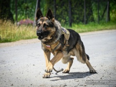Psy kontra przestępcy. Znamy zwycięzców podkarpackich eliminacji do Mistrzostw Policji [ZDJĘCIA, WIDEO]