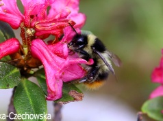 Trzmiel żółtopasy (Bombus sichelii)