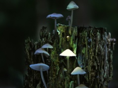 Psylocybina dobra nie tylko dla ducha, ale i ciała! Zaskakujące wyniki badań