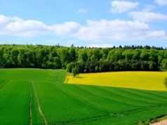 Wsparcie dla rolników planujących inwestycje leśne na swoich gruntach