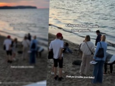Skandaliczne zachowanie turystów w Sopocie. Osaczyli fokę na plaży. 