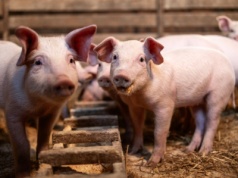 Rosną straty producentów trzody. Ponad 200 zł dokładki na tuczniku
